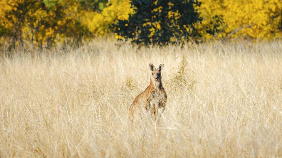 Roma: Lost World Carnarvons and Wallaroo Day Tour - Last Words