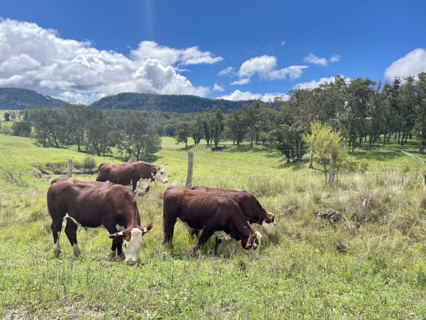 Stanthorpe: 3-Day Wine Tasting Trip With Room and Breakfast - Last Words