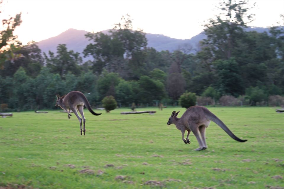 Sydney: Wild Wombats and Kangaroo Experience - Last Words