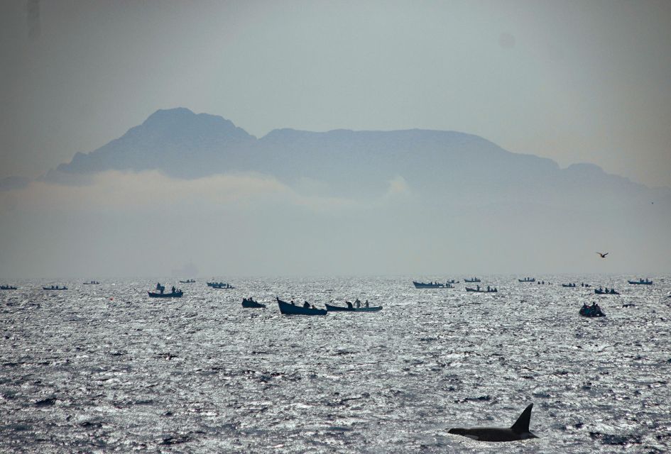 Tarifa: Whale & Dolphin Watching in the Strait of Gibraltar - Last Words