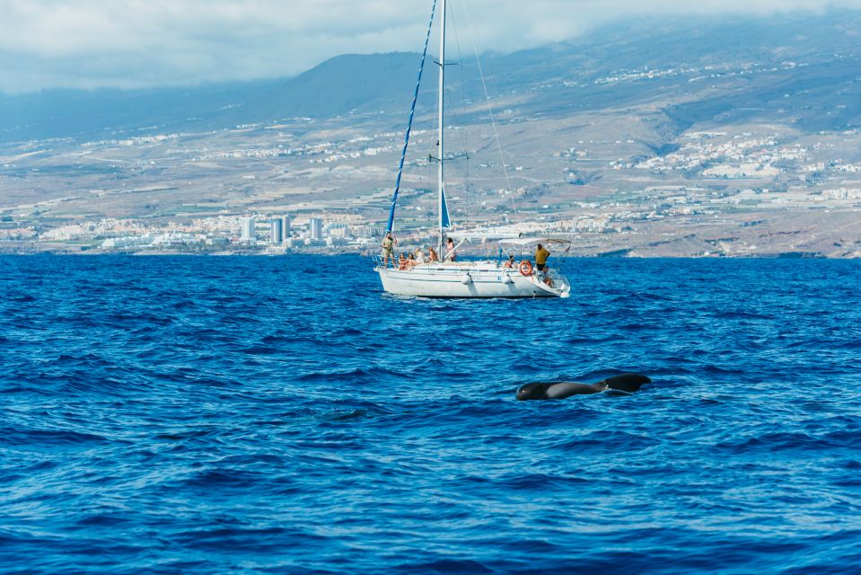 Tenerife: Whale & Dolphin Watching With Drinks and Snacks - Common questions