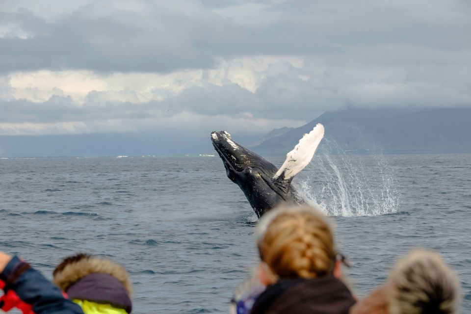 Whale Watching in Reykjavik by Speedboat - Common questions