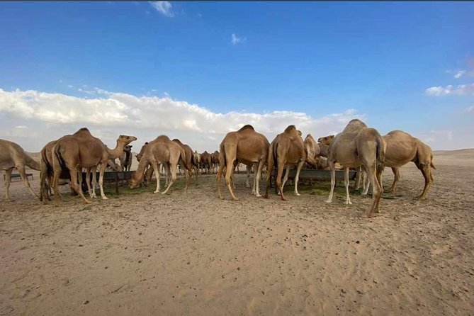 Abu Dhabi Morning Desert Safari,Dune Bashing,Sandboarding,Camel Riding&Quad Bike - Key Points