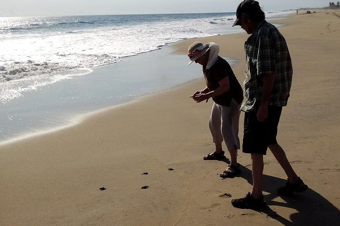 Acapulco Baby Turtle Release and Sightseeing Shore Excursion - Key Points