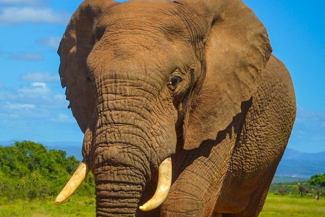 Addo Elephant National Park Safari Tour With Guide - Key Points