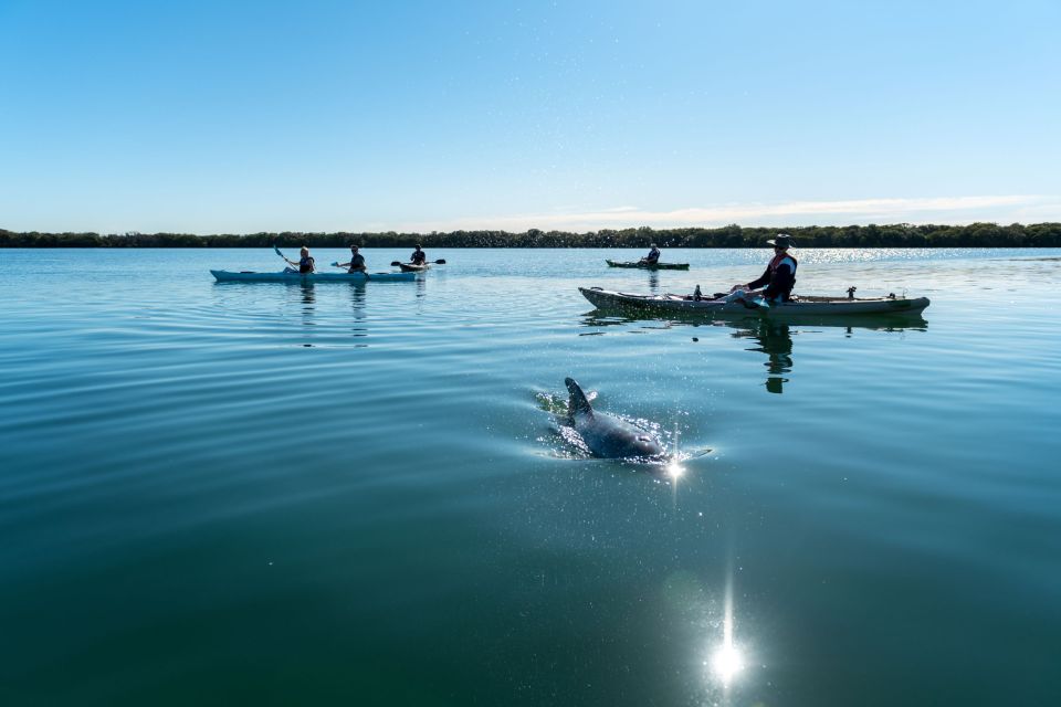 Adelaide: Dolphin Sanctuary Eco Kayaking Tour - Key Points