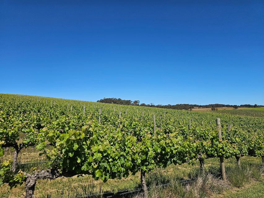 Adelaide: Hahndorf & Hills Gourmet Food & Wine Tour - Key Points