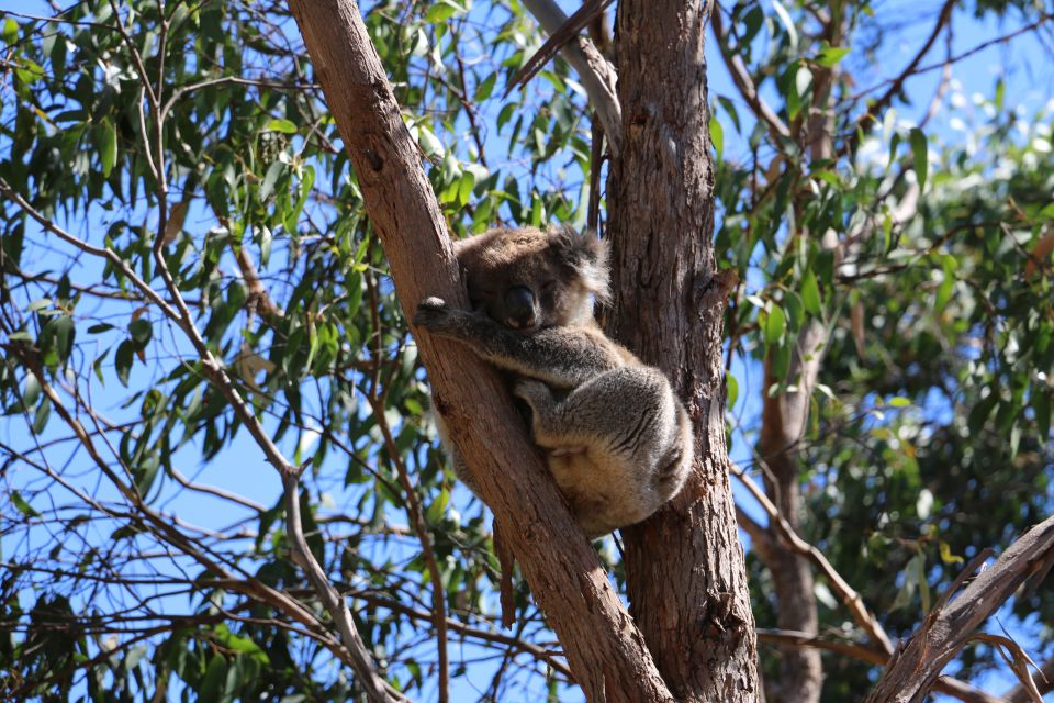 Adelaide: Morialta Wilderness and Wildlife Hike - Key Points