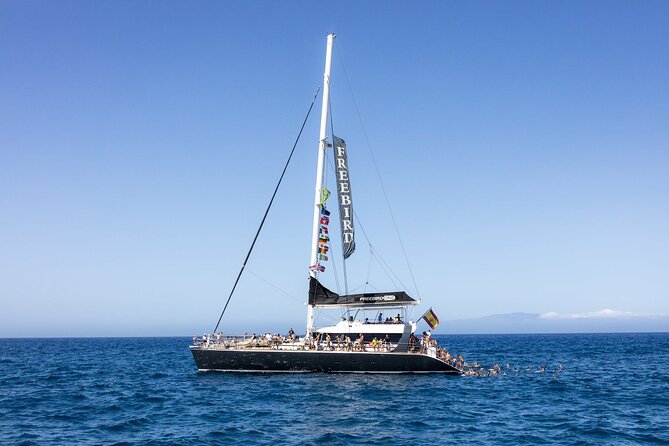 Adults Only Tenerife Freebird Whale Dolphin Catamaran With Lunch - Key Points