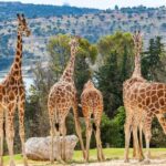 africam safari zoo admission with transportation Africam Safari Zoo Admission With Transportation