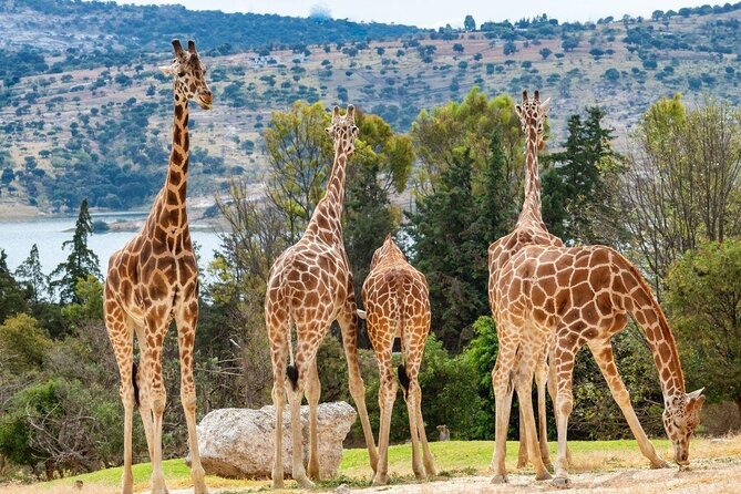 Africam Safari Zoo Admission With Transportation - Key Points