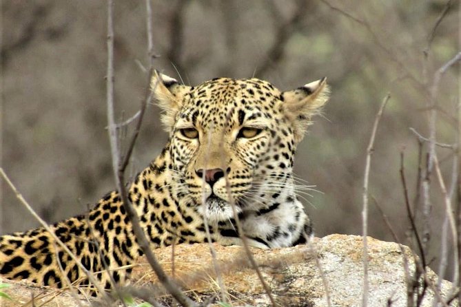 Afternoon Kruger National Park Safari - Key Points