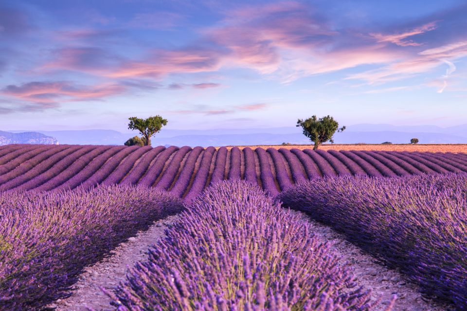 Aix-en-Provence: Day Trip to the Valensole Lavender Fields - Key Points