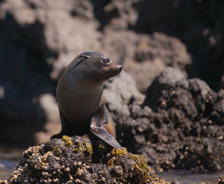 Akaroa: 4WD Safari and Guided Sea-Kayaking Experience - Key Points