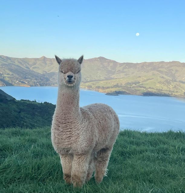 Akaroa Day Tour From Christchurch - Key Points