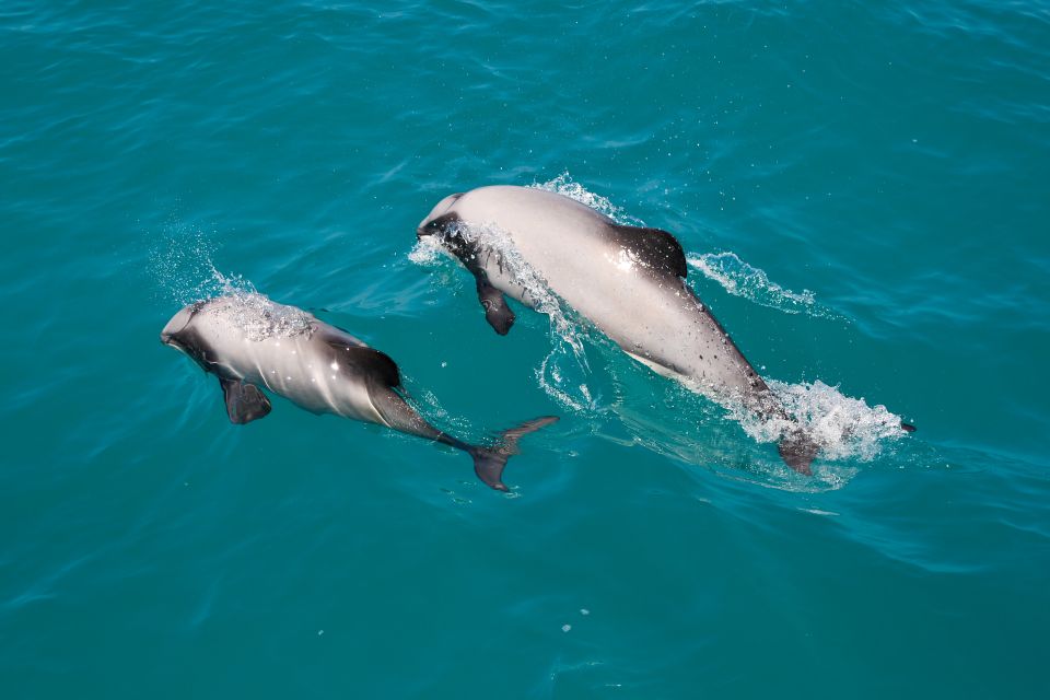 Akaroa: Dolphin Nature Cruise - Key Points