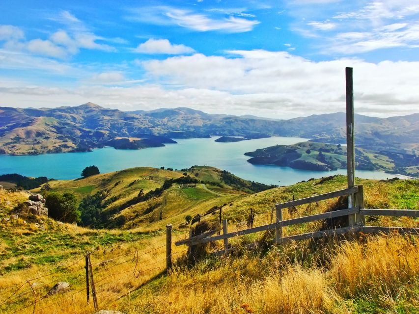 Akaroa: Pohatu Penguins Scenic Nature 2-Hour or 4-Hour Tour - Key Points