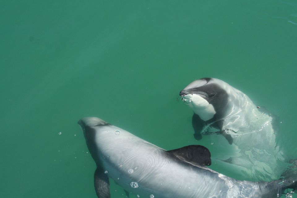 Akaroa: Swimming With Wild Dolphins 3-Hour Experience - Key Points