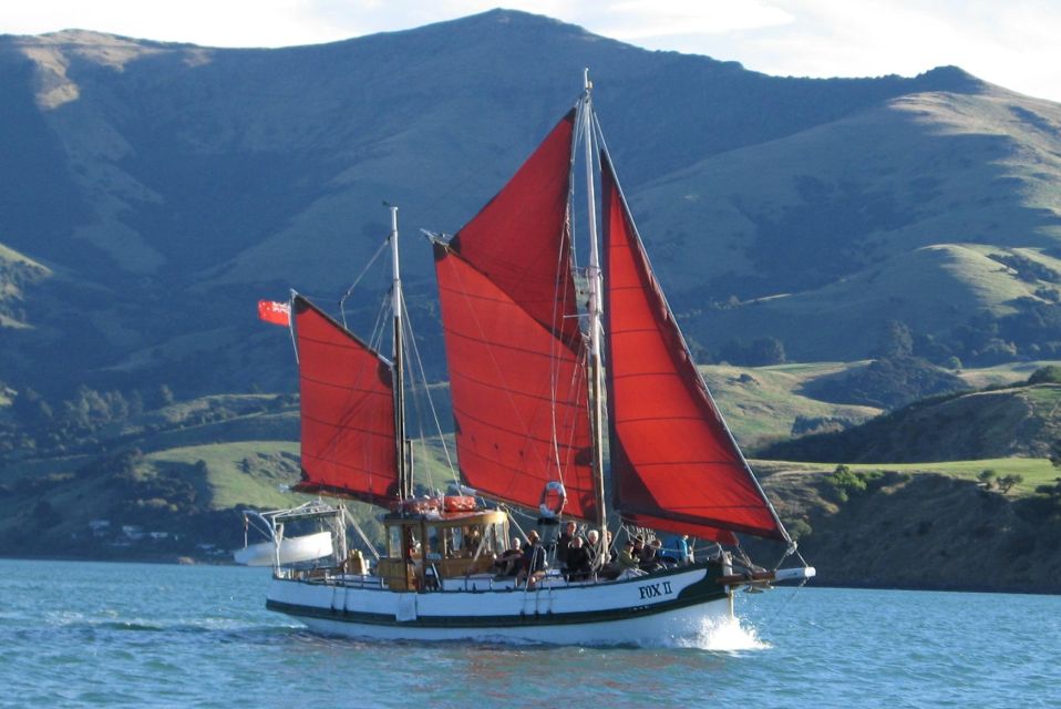 akaroa wildlife sailing cruise with dolphins and penguins Akaroa: Wildlife Sailing Cruise With Dolphins and Penguins