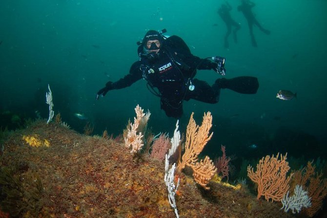 Albufeira Small-Group Certified Dive - Key Points