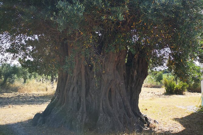 Alentejo Olive Oil Tour - Key Points