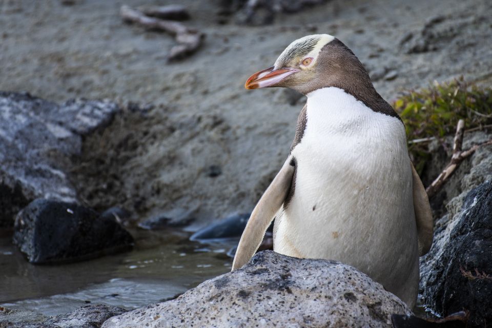 All in Dunedin - Nature & City Tour - Key Points