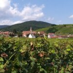 alsace private wine tour Alsace: Private Wine Tour