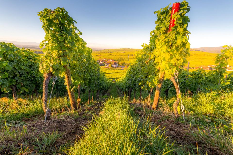 Alsace Wine Odyssey: Full-Day Private Tour From Strasbourg - Key Points