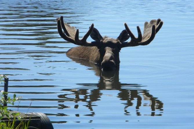 Anchorage to Seward Cruise Transfer and Private Tour - Tour Highlights