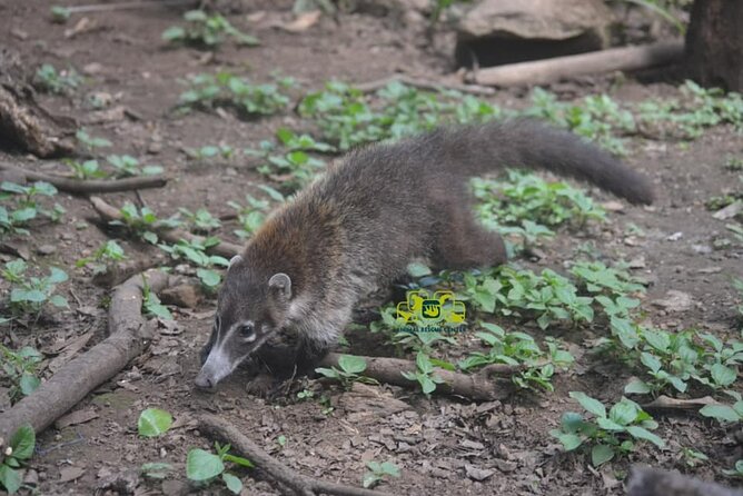 Animal Rescue Center Around San Jose - Experience Tour - Key Points