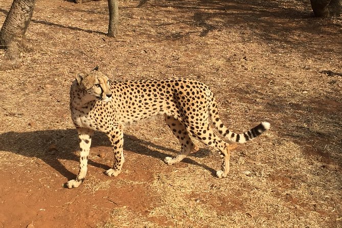 Ann Van Dyk Cheetah Centre Half-Day Tour From Johannesburg - Key Points