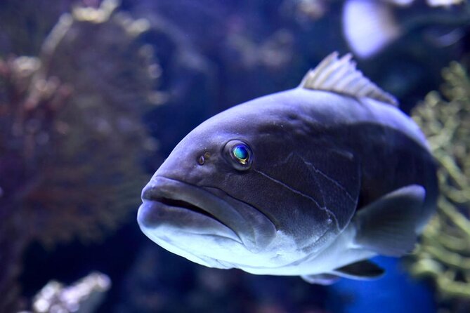 Antalya Aquarium Admission With Optional Antalya City Tour and Duden Waterfall - Key Points