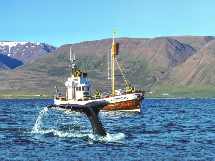 Árskógssandur: Whale-Watching Boat Trip - Key Points