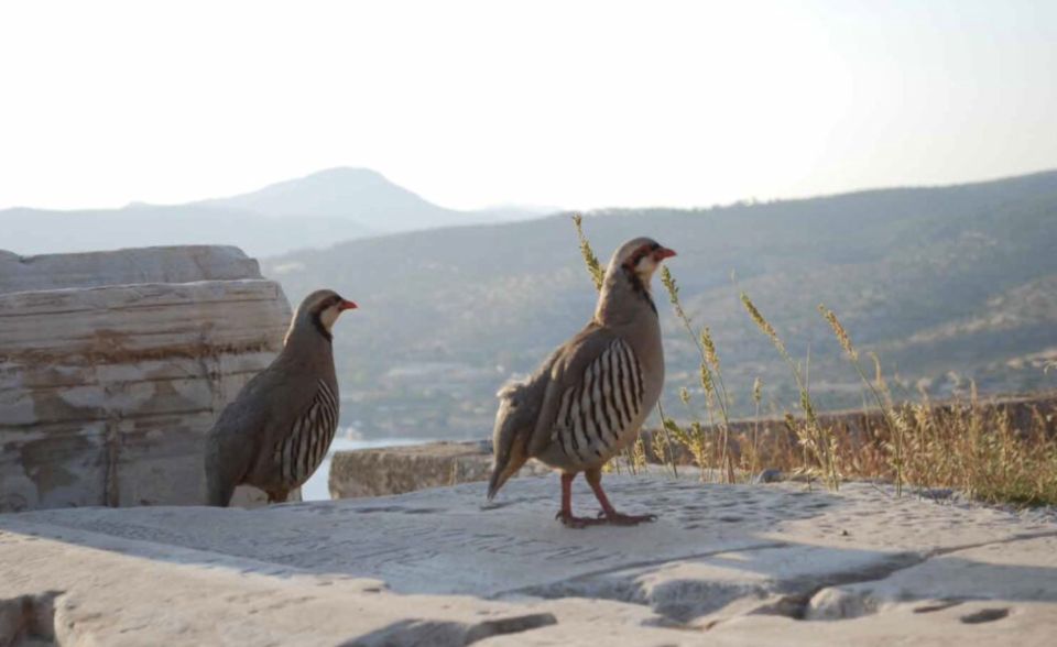 Athens: Cape Sounion & Poseidon Sunset Coastline Tour - Tour Location and Provider