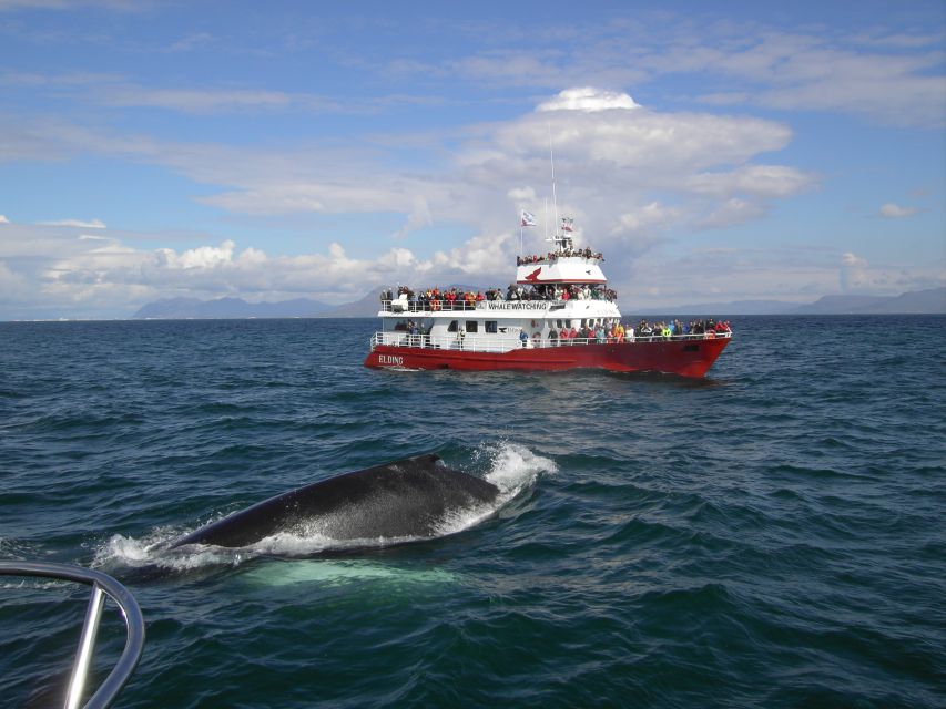 ATV & Whale Watching - Activity Details