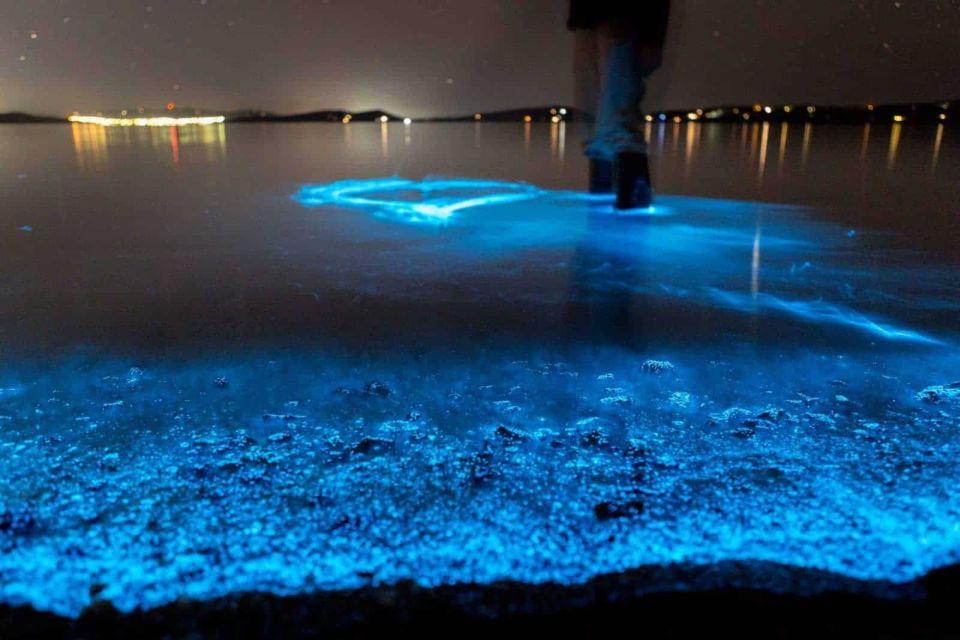 Auckland: Bioluminescence Kayak Tour - Key Points