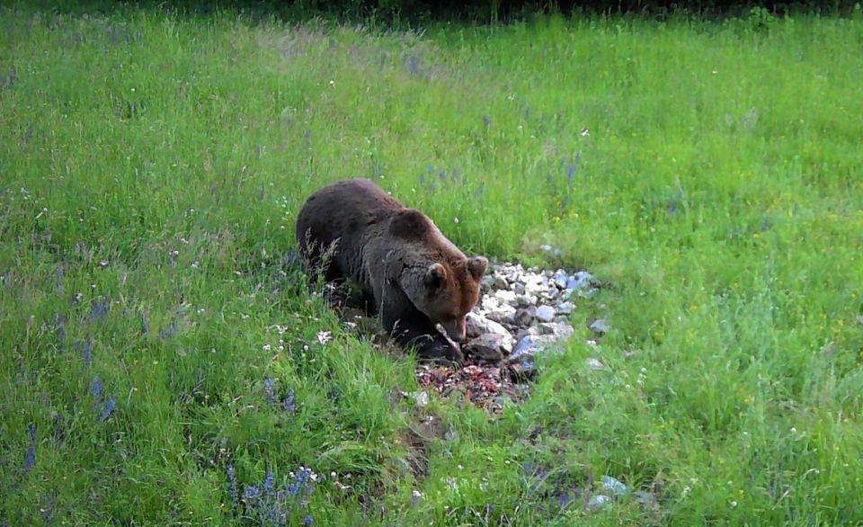 Bear Watching Slovenia - Key Points