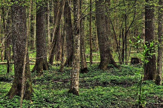 Bialowieza National Park Small Group Tour From Warsaw With Lunch Included - Key Points