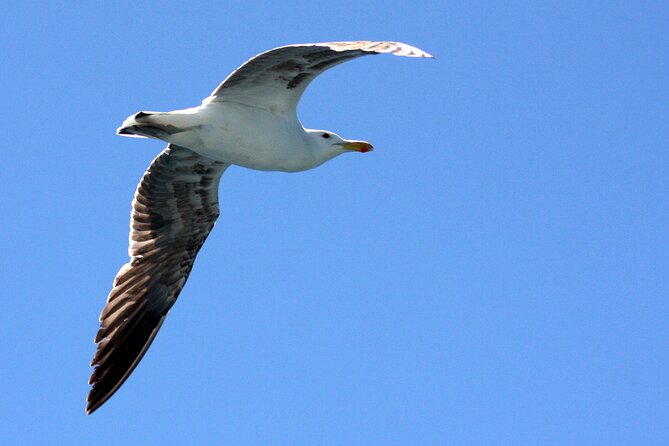 Big 5 Sea Safari in Walker Bay From Gansbaai - Key Points