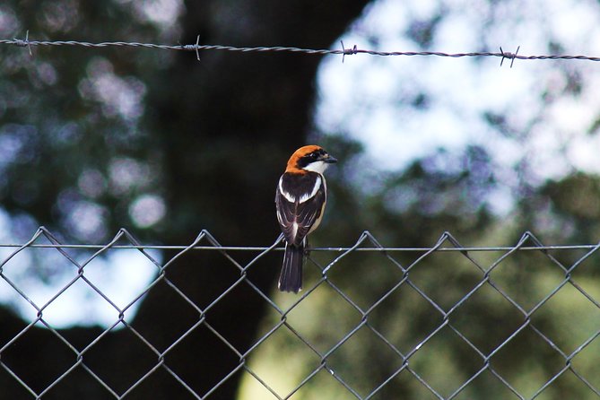 Bird Safari in Cazalla De La Sierra - Key Points