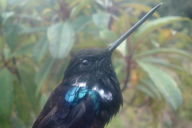 Birding & Nature to Chicaque Cloud Forest Nature Reserve - Key Points