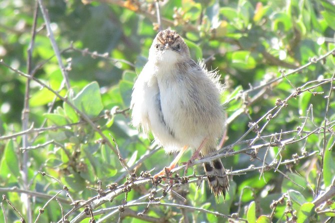 Birdwatching at Abicada and Alvor Dunes - Bird Species in Abicada