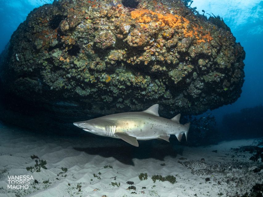 bondi shark dive at bushrangers bay for certified divers Bondi: Shark Dive at Bushrangers Bay for Certified Divers