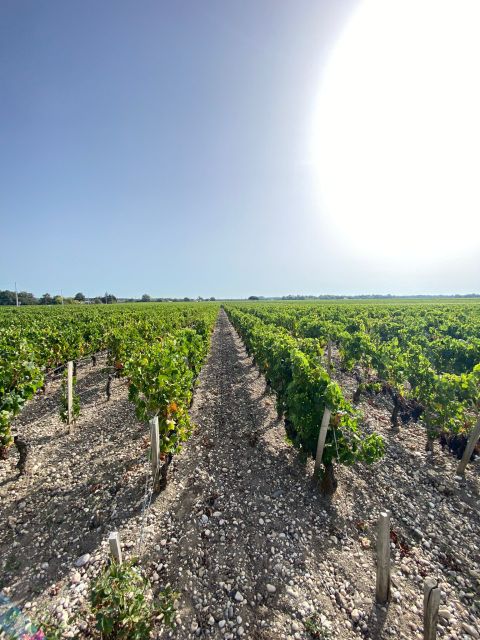 Bordeaux Margaux Wine Tour - Key Points