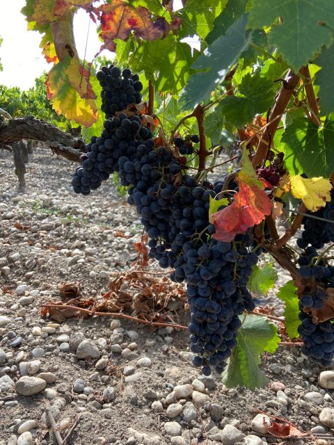 Bordeaux: Saint Emilion Village With Chateaus & Wine Tasting - Key Points