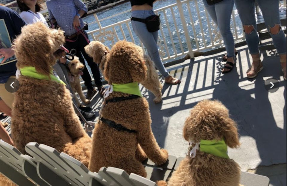 boston scenic harbor cruise dog friendly Boston: Scenic Harbor Cruise (Dog-Friendly)
