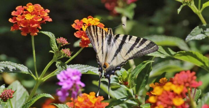 BOTANICAL PARK & GARDENS OF CRETE - Location and Description