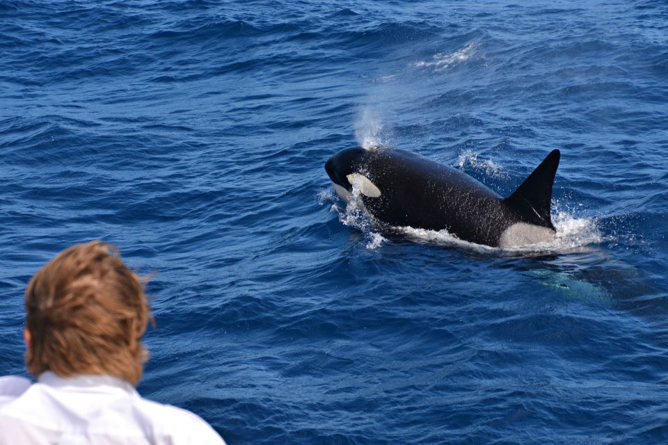 Bremer Canyon Orca Experience From Bremer Bay - Key Points