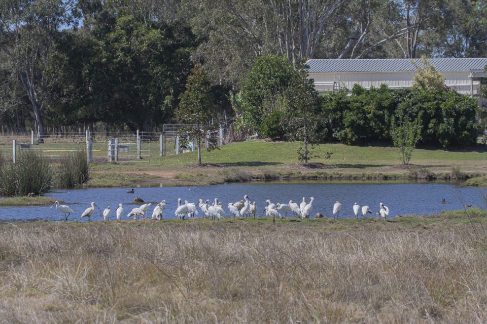 Brisbane: Kangaroos, Birds and Mangroves Coastal Tour - Key Points