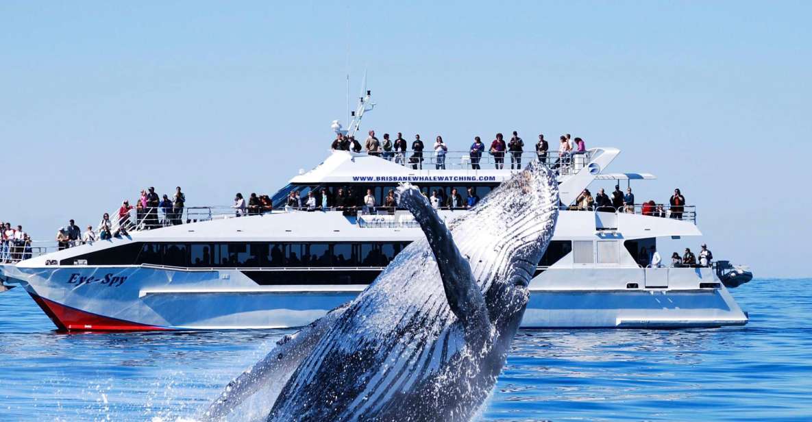 Brisbane: Whale Watching Cruise With Lunch - Key Points